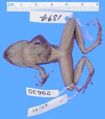 Media type: image; Herpetology A-29630